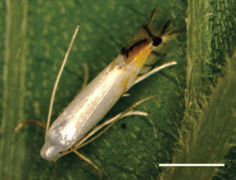 /filer/webapps/moths_gc/media/images/I/indistincta_Phyllocnistis_A_KIrichenko-et-al_2018_90.jpg