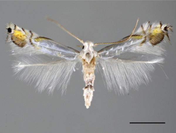 /filer/webapps/moths_gc/media/images/I/indistincta_Phyllocnistis_A_OPU.jpg