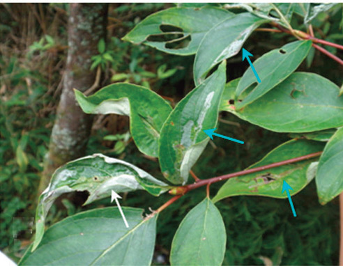 /filer/webapps/moths_gc/media/images/I/indistincta_Phyllocnistis_Mines_KIrichenko-et-al_2018_90.jpg