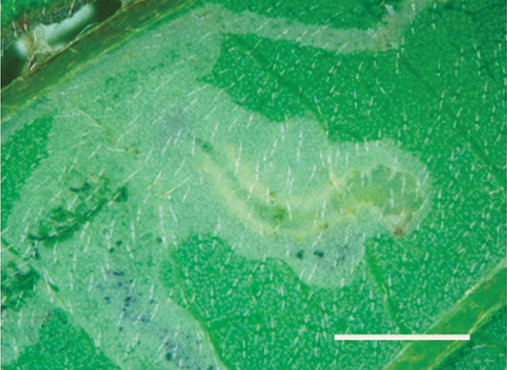 /filer/webapps/moths_gc/media/images/I/indistincta_Phyllocnistis_Mines_KIrichenko-et-al_2018_90_2.jpg