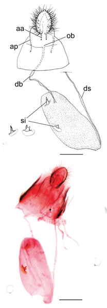 /filer/webapps/moths_gc/media/images/I/indistincta_Phyllocnistis_PT_GF_OPU.jpg
