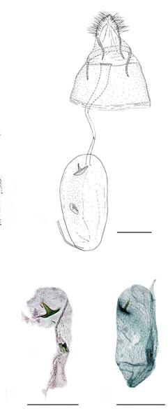 /filer/webapps/moths_gc/media/images/I/indistincta_Phyllocnistis_PT_GF_OPU_2.jpg