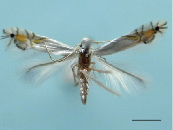 /filer/webapps/moths_gc/media/images/I/indistincta_Phyllocnistis_PT_OPU.jpg