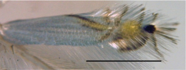 /filer/webapps/moths_gc/media/images/I/indistincta_Phyllocnistis_PT_OPU_10.jpg
