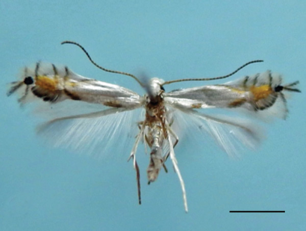 /filer/webapps/moths_gc/media/images/I/indistincta_Phyllocnistis_PT_OPU_2.jpg
