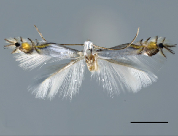 /filer/webapps/moths_gc/media/images/I/indistincta_Phyllocnistis_PT_OPU_3.jpg