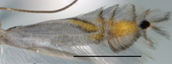 /filer/webapps/moths_gc/media/images/I/indistincta_Phyllocnistis_PT_OPU_4.jpg
