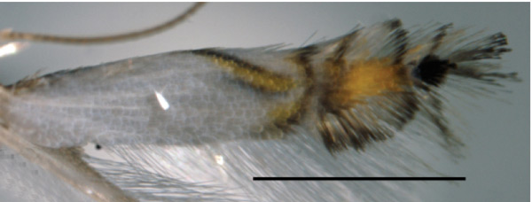 /filer/webapps/moths_gc/media/images/I/indistincta_Phyllocnistis_PT_OPU_5.jpg