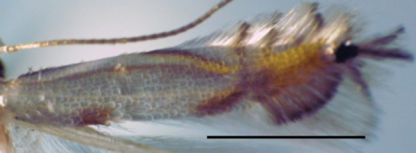/filer/webapps/moths_gc/media/images/I/indistincta_Phyllocnistis_PT_OPU_6.jpg