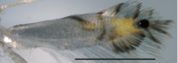 /filer/webapps/moths_gc/media/images/I/indistincta_Phyllocnistis_PT_OPU_8.jpg