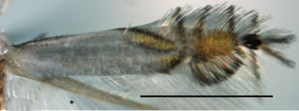 /filer/webapps/moths_gc/media/images/I/indistincta_Phyllocnistis_PT_OPU_9.jpg
