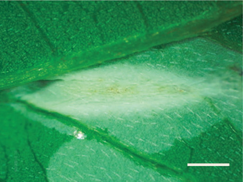 /filer/webapps/moths_gc/media/images/I/indistincta_Phyllocnistis_cocoon_KIrichenko-et-al_2018_90.jpg