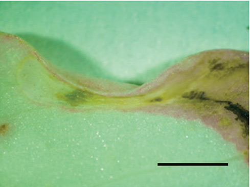 /filer/webapps/moths_gc/media/images/I/indistincta_Phyllocnistis_cocoon_KIrichenko-et-al_2018_94.jpg