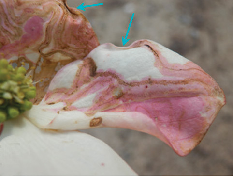 /filer/webapps/moths_gc/media/images/I/indistincta_Phyllocnistis_cocoon_KIrichenko-et-al_2018_94_E.jpg