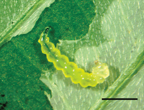 /filer/webapps/moths_gc/media/images/I/indistincta_Phyllocnistis_larva_KIrichenko-et-al_2018_90.jpg