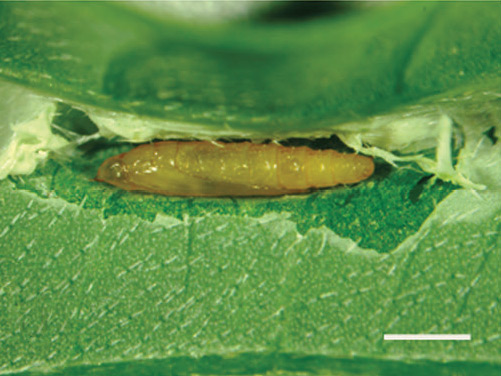 /filer/webapps/moths_gc/media/images/I/indistincta_Phyllocnistis_pupa_KIrichenko-et-al_2018_90.jpg