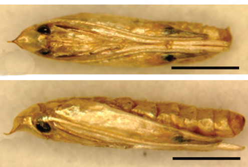 /filer/webapps/moths_gc/media/images/I/indistincta_Phyllocnistis_pupa_KIrichenko-et-al_2018_90_2.jpg