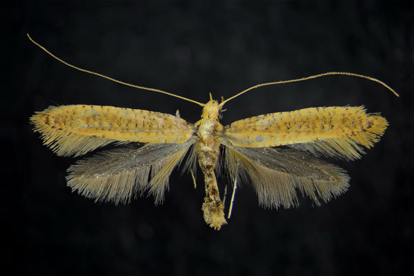 /filer/webapps/moths_gc/media/images/I/infaceta_Caloptilia_AF_ZMHB.jpg