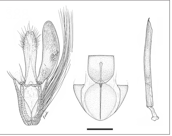 /filer/webapps/moths_gc/media/images/I/ingae_Eucosmophora_HT_GM_INBIO.jpg