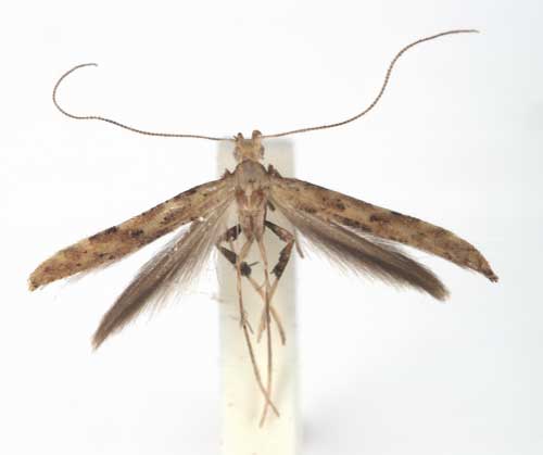 /filer/webapps/moths_gc/media/images/I/ingrata_Caloptilia_PT_ZMUC.jpg