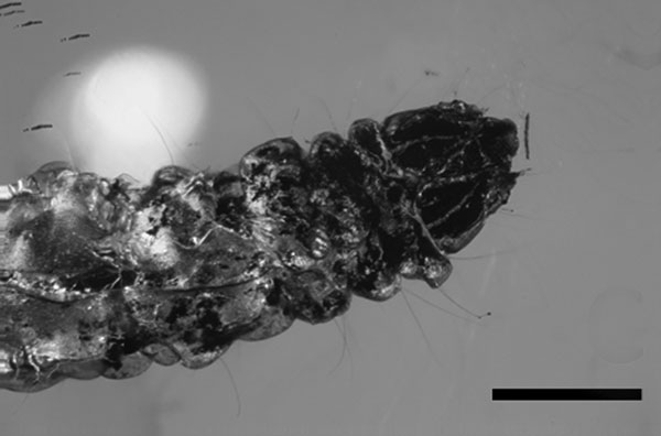/filer/webapps/moths_gc/media/images/I/inopinata_Phyllonorycter_HT_Fischer_2021_137c.jpg