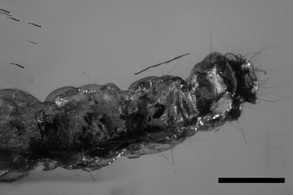 /filer/webapps/moths_gc/media/images/I/inopinata_Phyllonorycter_HT_Fischer_2021_137e.jpg