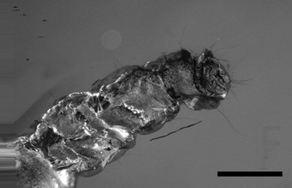 /filer/webapps/moths_gc/media/images/I/inopinata_Phyllonorycter_HT_Fischer_2021_137f.jpg