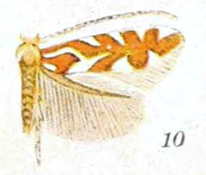 /filer/webapps/moths_gc/media/images/I/insignis_Lithocolletis_LTM_Braun_21-10.jpg