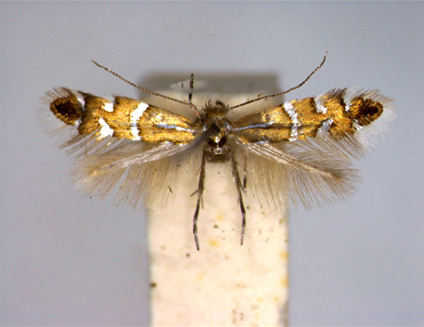 /filer/webapps/moths_gc/media/images/I/insignitella_Phyllonorycter_A_EIHU.jpg