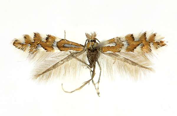 /filer/webapps/moths_gc/media/images/I/insignitella_Phyllonorycter_A_Knyazev-et-al_2018_265.jpg