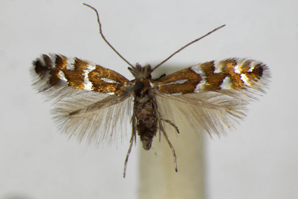/filer/webapps/moths_gc/media/images/I/insignitella_Phyllonorycter_A_ZSM.jpg