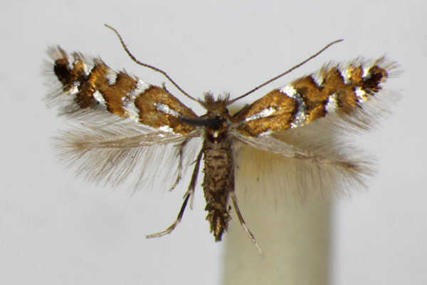/filer/webapps/moths_gc/media/images/I/insignitella_Phyllonorycter_A_ZSM_2.jpg