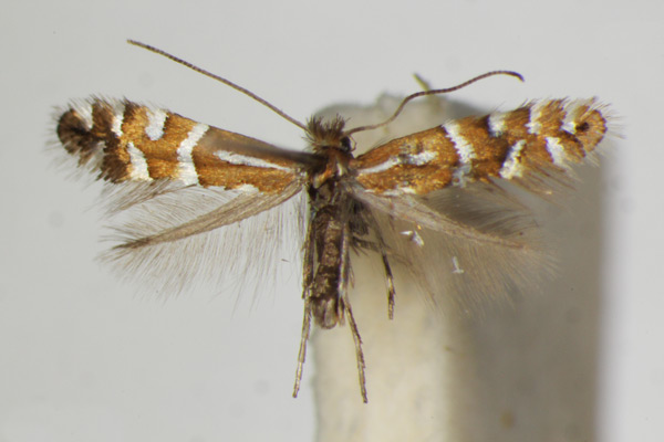 /filer/webapps/moths_gc/media/images/I/insignitella_Phyllonorycter_A_ZSM_3.jpg