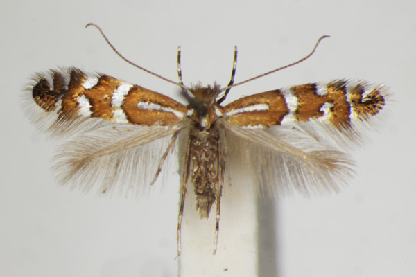 /filer/webapps/moths_gc/media/images/I/insignitella_Phyllonorycter_A_ZSM_4.jpg