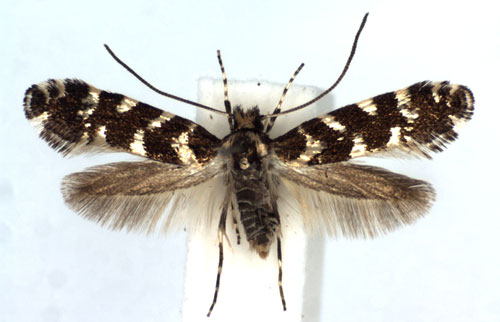 /filer/webapps/moths_gc/media/images/I/insperatella_Callisto_A_WJDP.jpg