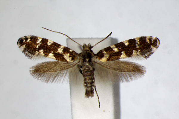 /filer/webapps/moths_gc/media/images/I/insperatella_Callisto_A_ZSM.jpg