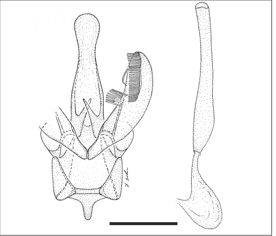 /filer/webapps/moths_gc/media/images/I/ipomoeae_Acrocercops_GM_USNM.jpg