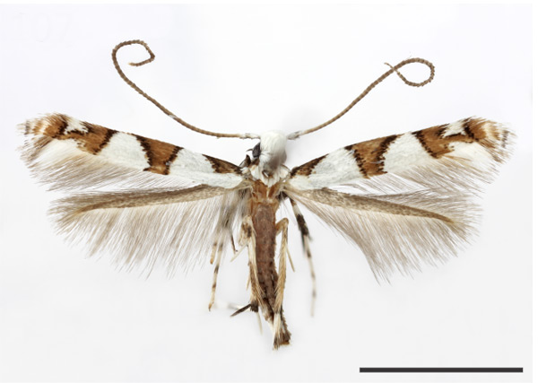 /filer/webapps/moths_gc/media/images/I/ipomoeae_Acrocercops_HT_USNM.jpg