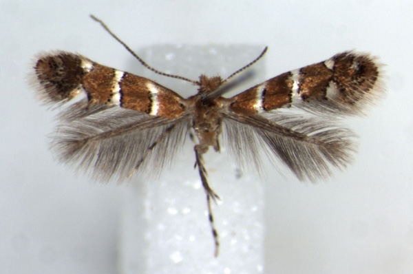 /filer/webapps/moths_gc/media/images/I/ipomoellus_Phyllonorycter_HT_RMCA.jpg