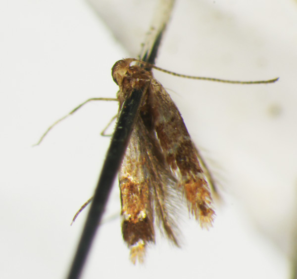 /filer/webapps/moths_gc/media/images/I/iriphanes_Phyllonorycter_ST_1477199_BMNH.jpg