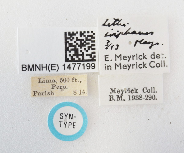/filer/webapps/moths_gc/media/images/I/iriphanes_Phyllonorycter_ST_1477199_BMNH_Labels.jpg