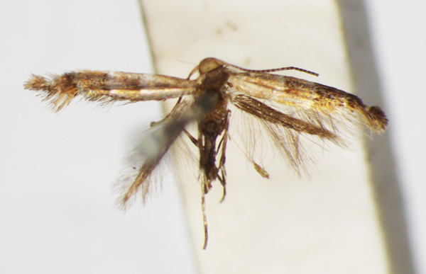 /filer/webapps/moths_gc/media/images/I/iriphanes_Phyllonorycter_ST_1477200_BMNH.jpg