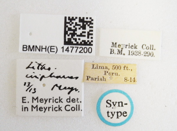/filer/webapps/moths_gc/media/images/I/iriphanes_Phyllonorycter_ST_1477200_BMNH_Labels.jpg