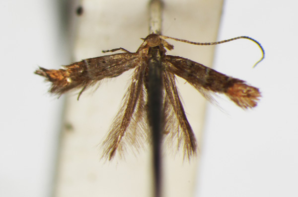 /filer/webapps/moths_gc/media/images/I/iriphanes_Phyllonorycter_ST_1477201_BMNH.jpg