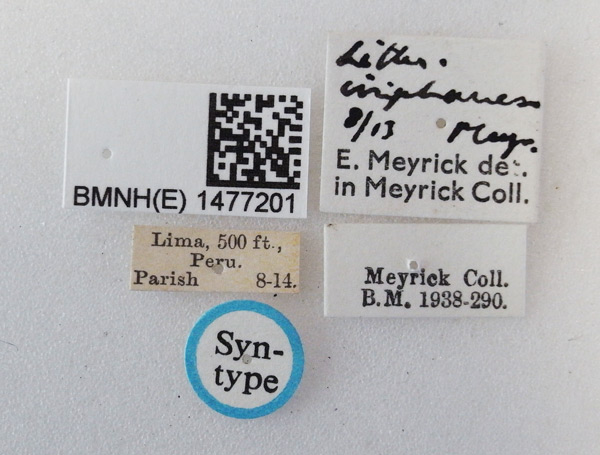 /filer/webapps/moths_gc/media/images/I/iriphanes_Phyllonorycter_ST_1477201_BMNH_Labels.jpg
