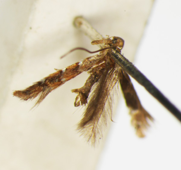 /filer/webapps/moths_gc/media/images/I/iriphanes_Phyllonorycter_ST_1477202_BMNH.jpg