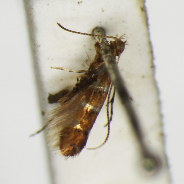 /filer/webapps/moths_gc/media/images/I/iriphanes_Phyllonorycter_ST_1477206_BMNH.jpg