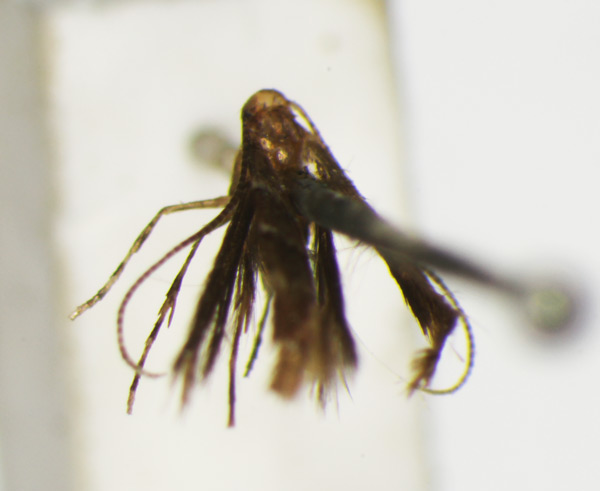 /filer/webapps/moths_gc/media/images/I/iriphanes_Phyllonorycter_ST_1477208_BMNH.jpg