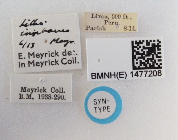 /filer/webapps/moths_gc/media/images/I/iriphanes_Phyllonorycter_ST_1477208_BMNH_Labels.jpg