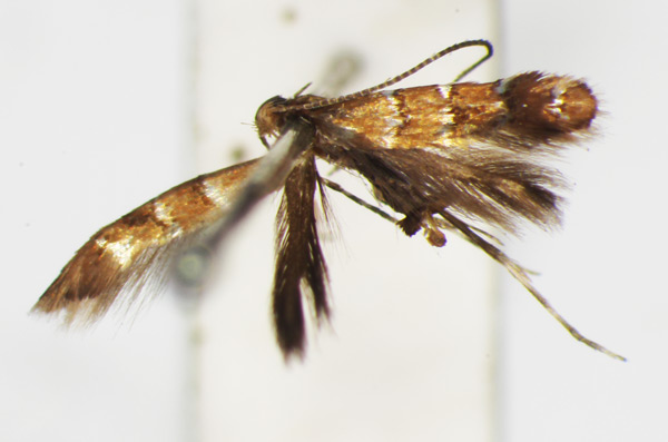 /filer/webapps/moths_gc/media/images/I/iriphanes_Phyllonorycter_ST_1477210_BMNH.jpg